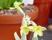 Lovely lemon yellow flowers with a strong powdery coating.